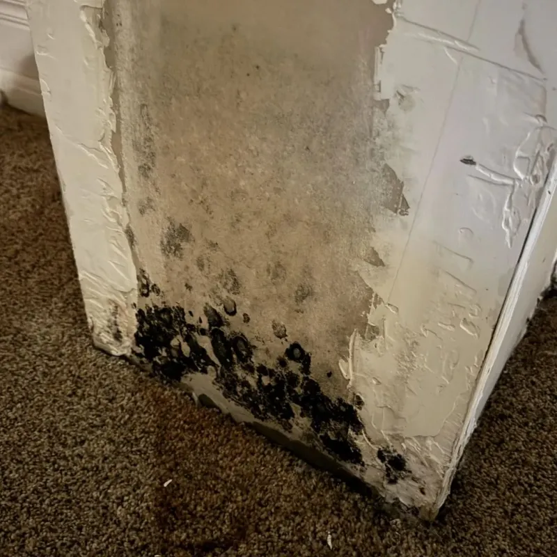 Professional Mold Removal in Groesbeck, OH
